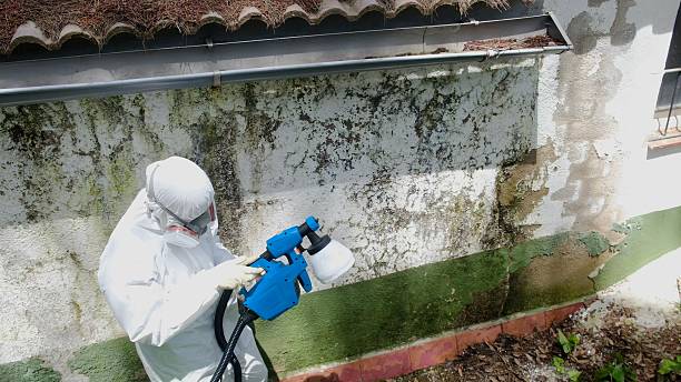 Top rated local Mold Testing specialists in Henderson, TN